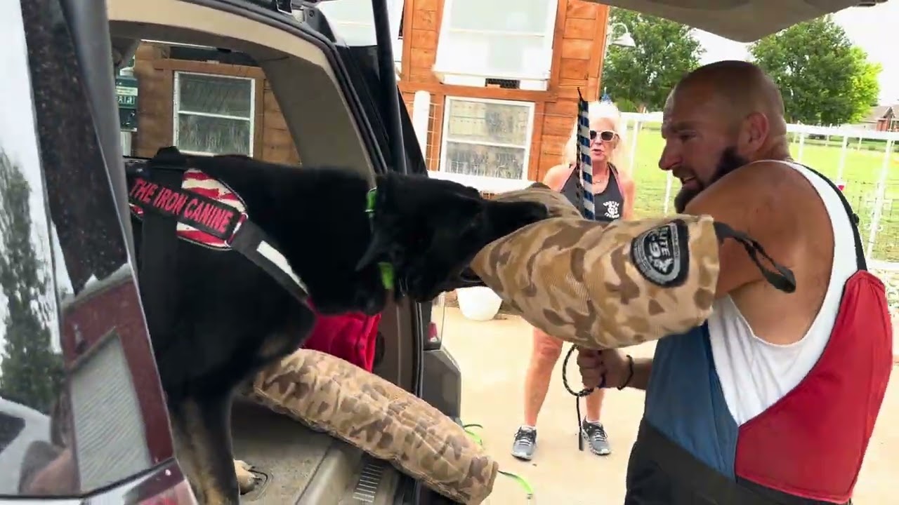 The Iron Born’s “Aurelius” throwing paws on vehicle agitation drills. Handsome, titled and powerful!
