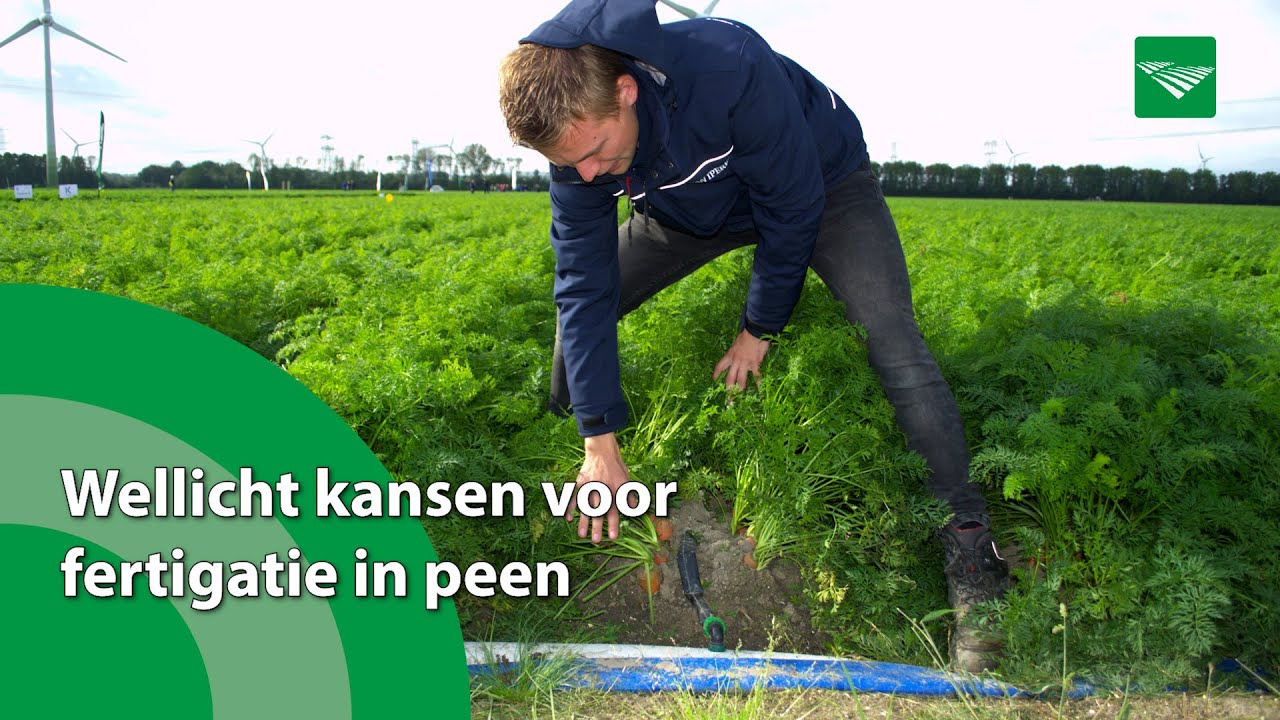 Wellicht kansen voor fertigatie in peen