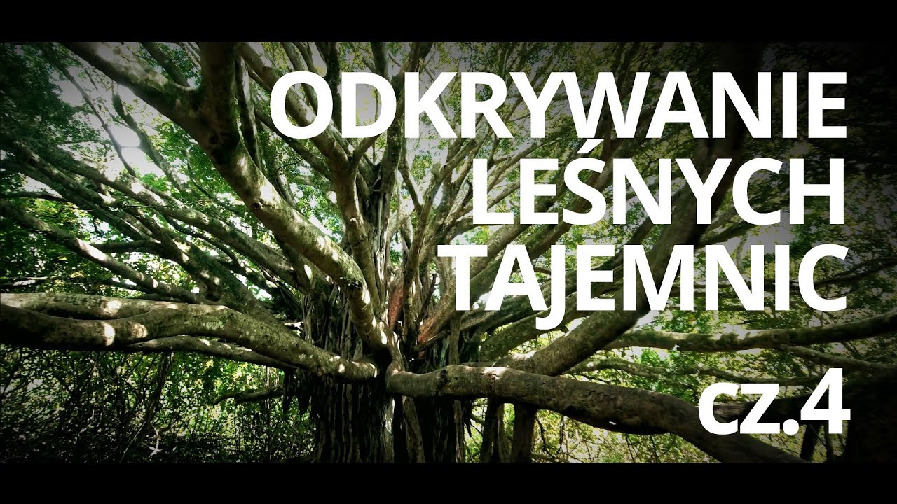 Film edukacyjny o lesie pt. Drzewne „Naj” — czyta: K. Czubówna