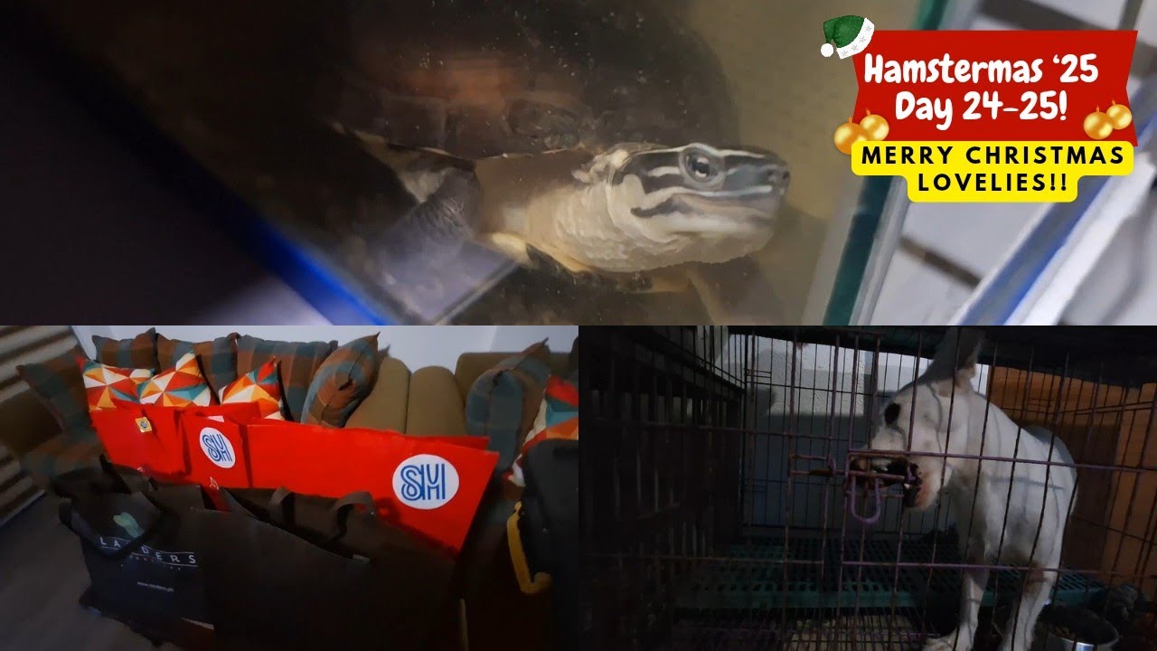 Hamstermas '25 День 24-25: настало время рождественских праздников для моих пушистых питомцев!
