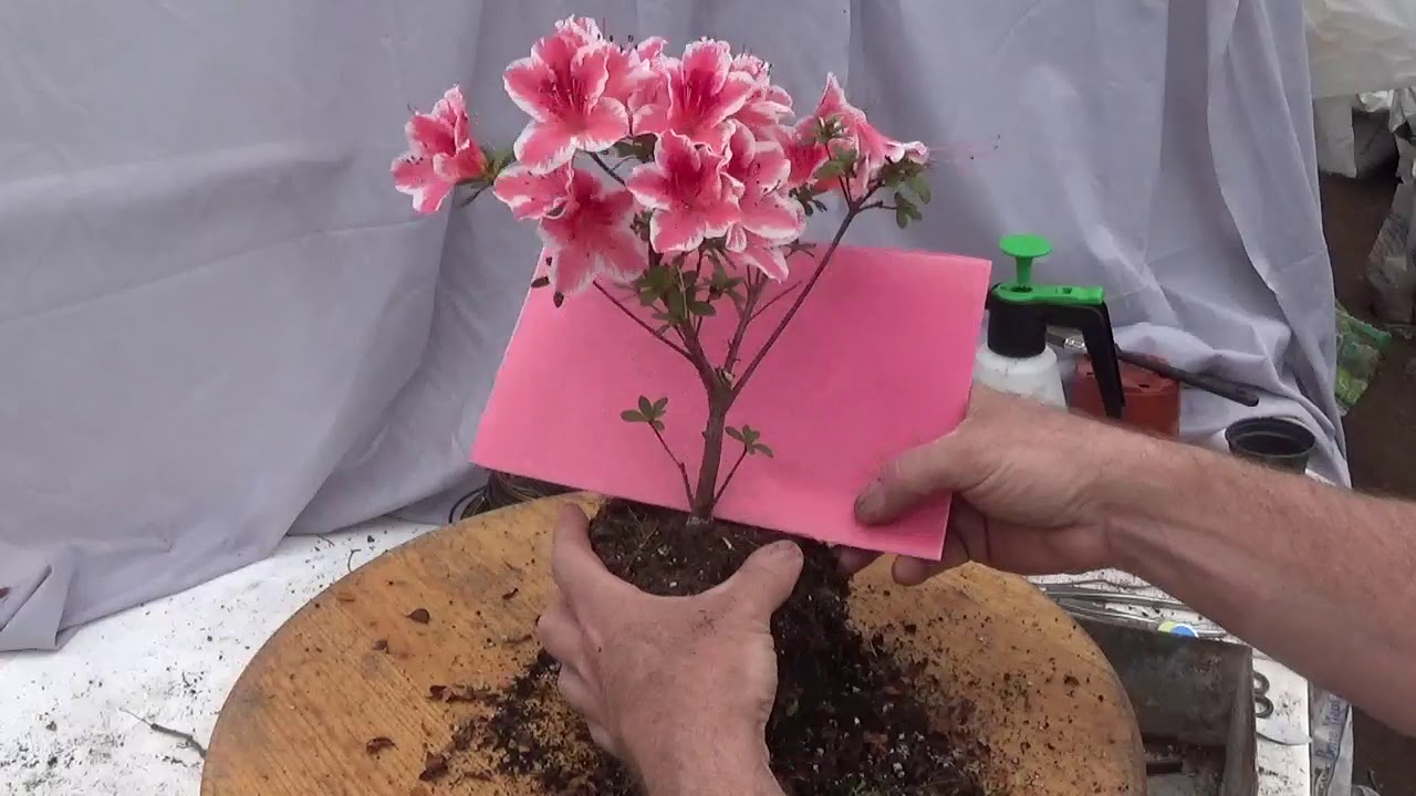 Home Depot azalea, pre-bonsai, change of container and light pruning