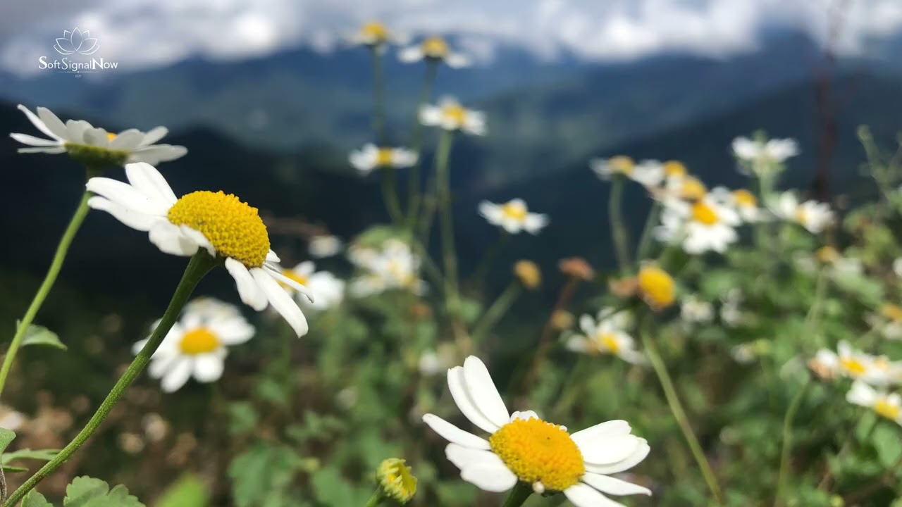 10 Minutes of Soft Relaxation · Gentle Daisy · 4K Nature Screensaver