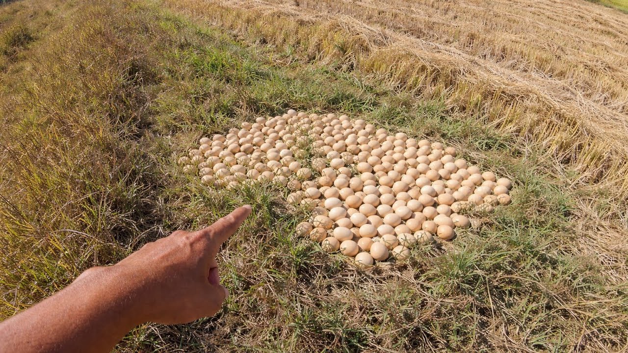 Roadside Surprise: A Farmer’s Collects Many Duck Eggs