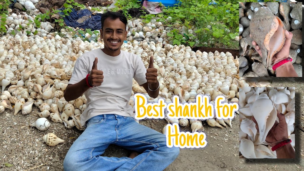 Best shankh for Home ✨