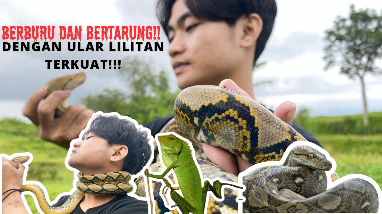 BERBURU BUNGLON DAN MENCARI KEMUNCULAN ULAR SUPER JUMBO‼️