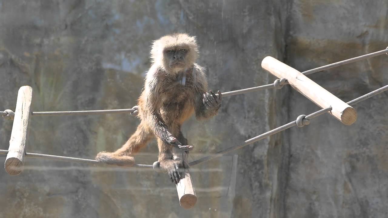 human-like monkey gestures