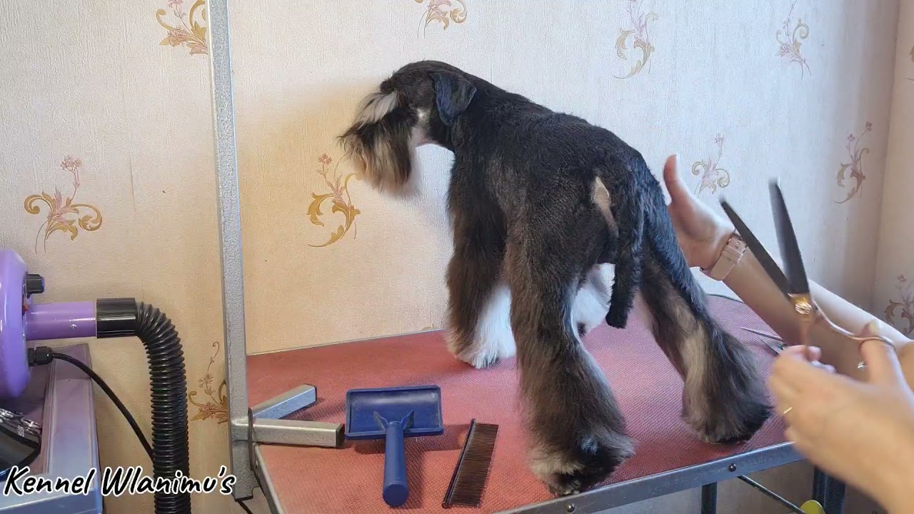 Show grooming of miniature schnauzer/ шоу стрижка цвергшнауцера / шоу груминг миниатюрного шнауцера