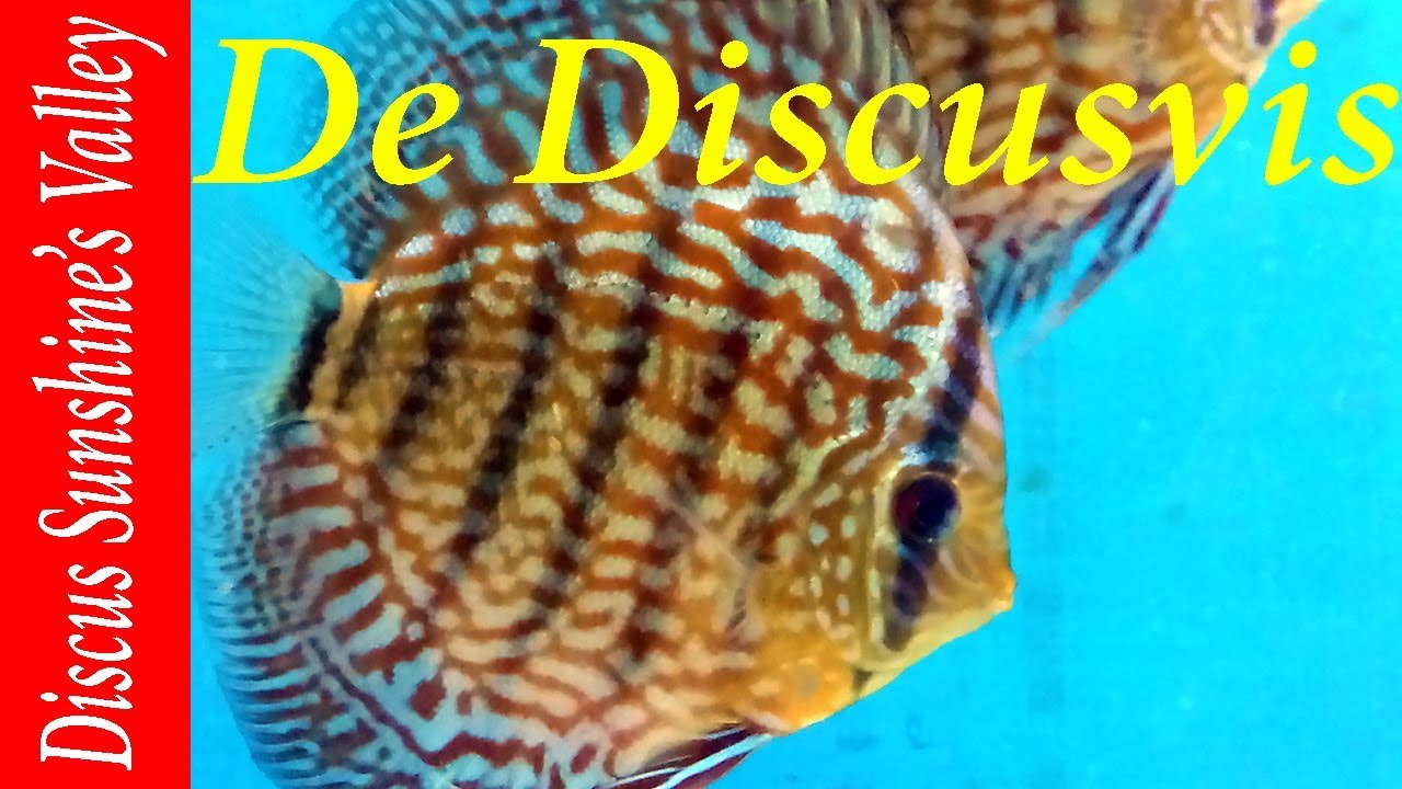 Symphysodon Aequifasciatus Discus: de discusvis (compilatie) | Aquarium Sunshine Valley