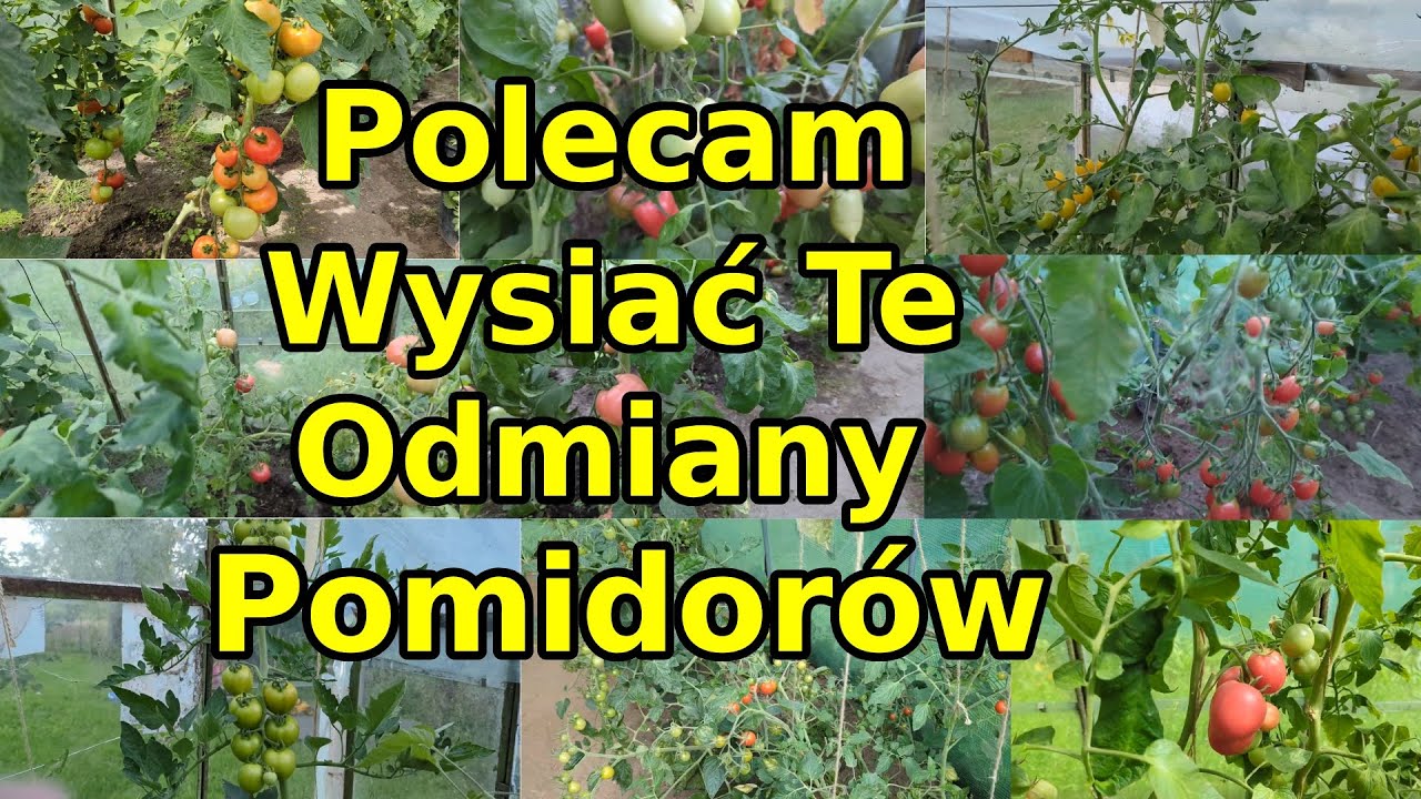 Polecam Wysiać Te Odmiany Pomidorów 