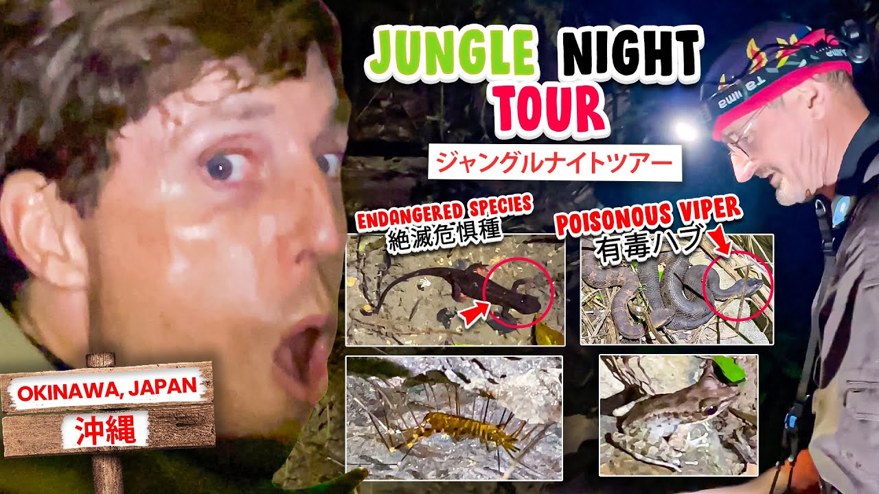 (ハブハブラブラブ) LIFE-CHANGING Venomous Viper Snake Night Tour in Okinawa, Japan (Story 18)