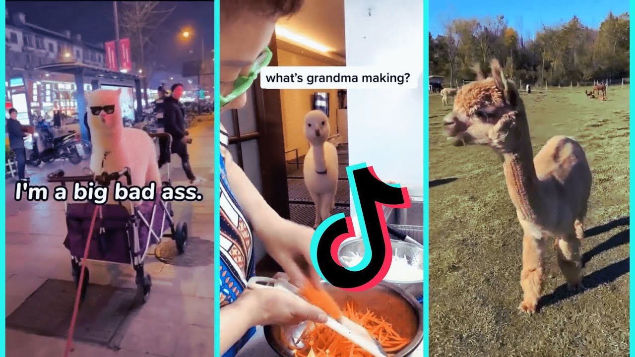 Funny llama of tiktok | Try not to laugh. #viral #tiktok #Llama