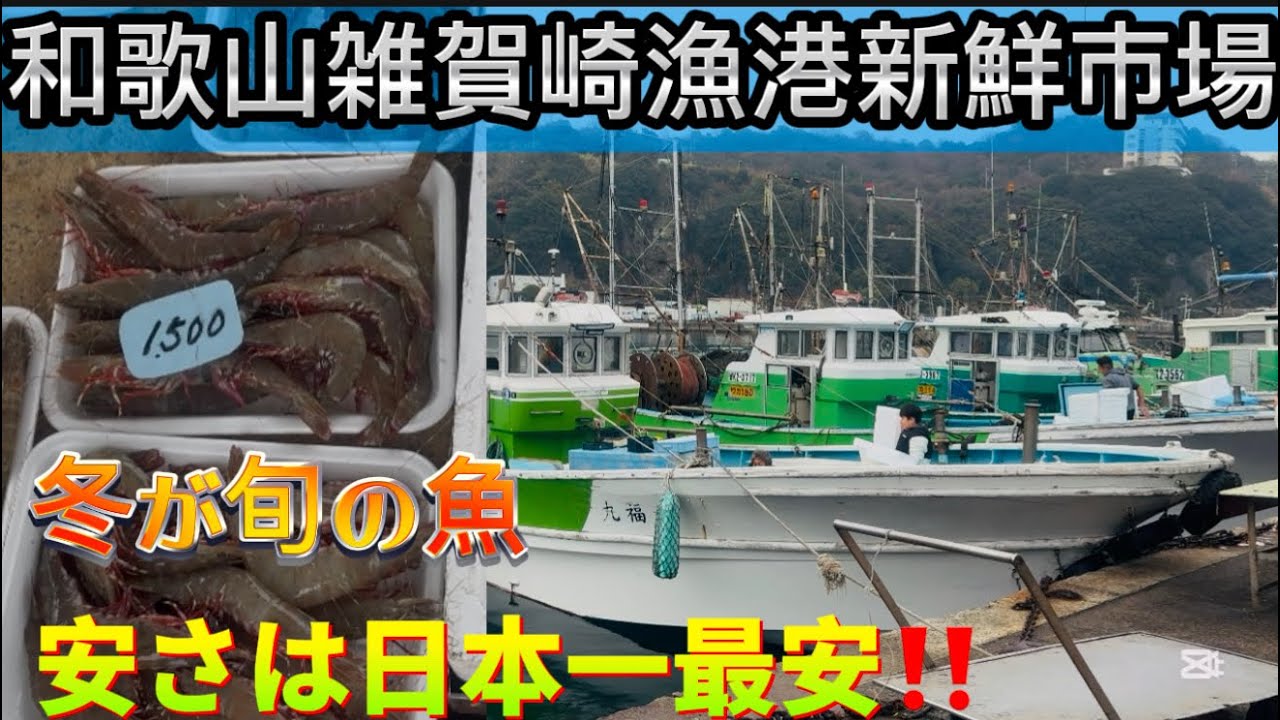 【雑賀崎漁港市場】冬が旬の脂がのった魚達を新鮮激安価格で買える‼️