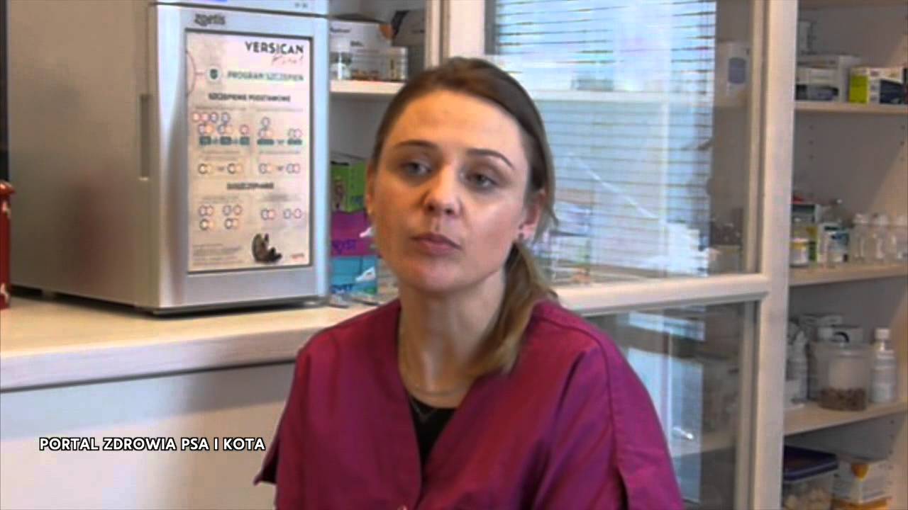 Borelioza | Borelioza u psów