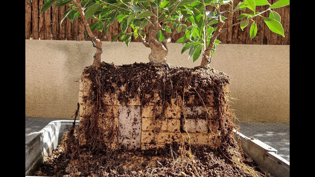 El ficus sobre muro 3.0 a 17/08/2025