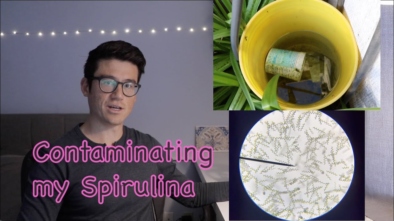 Purposely contaminating my Spirulina