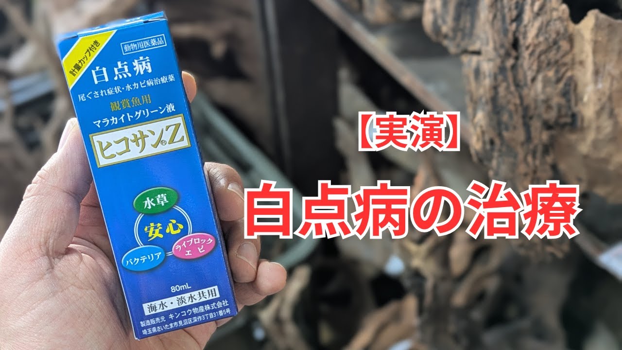 【実演】ヒコサンZを使って白点病の治療する様子をご紹介します（アグテンも同様の方法でOK！）