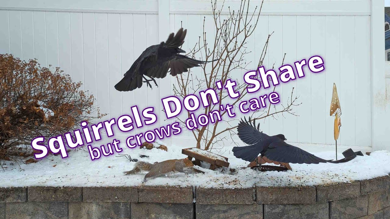Squirrels Don't Share