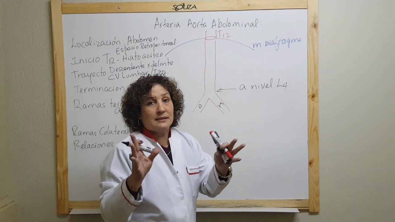 Arteria Aorta Abdominal