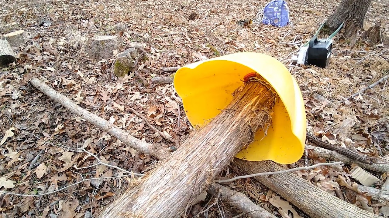 Using the Portable Electric Capstan Winch on a Big Red Cedar Tree