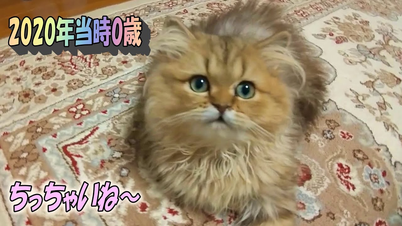 2020年当時0歳子猫のひとみ