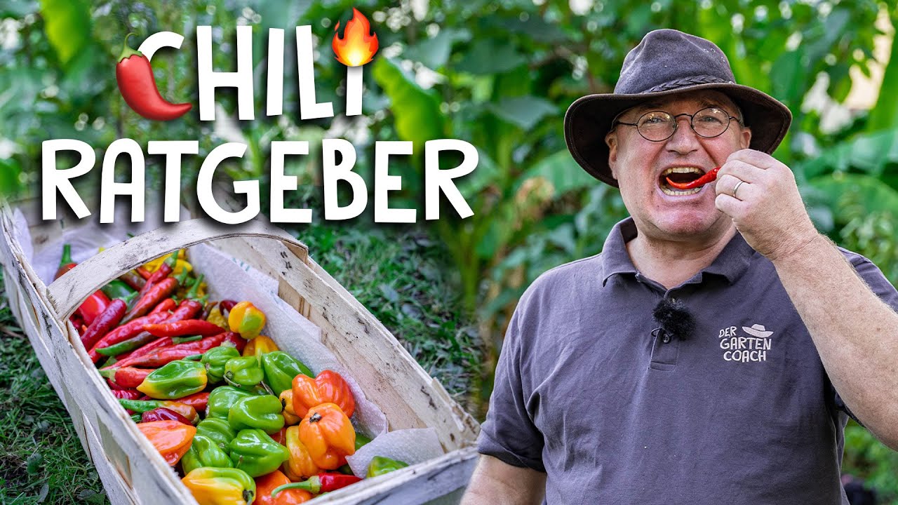 Chilis richtig ernten, überwintern und vermehren! 🌶 - Der Chili-Ratgeber