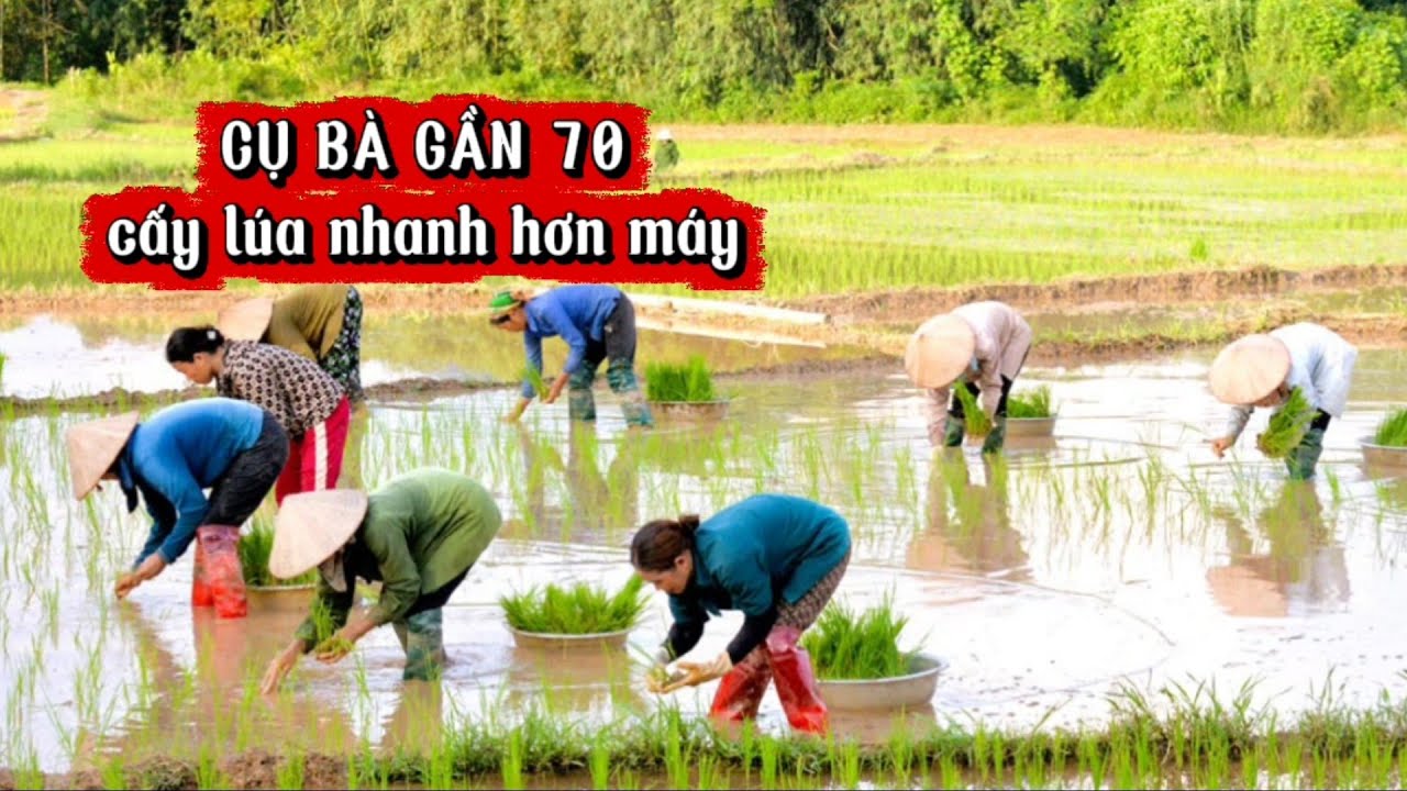 BÀ CỤ GẦN 70 VẪN ĐI CẤY, cánh đồng toàn người già