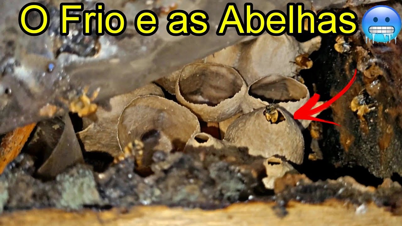 REVISANDO COLÔNIAS DE ABELHAS SEM FERRÃO NO INVERNO 🥶