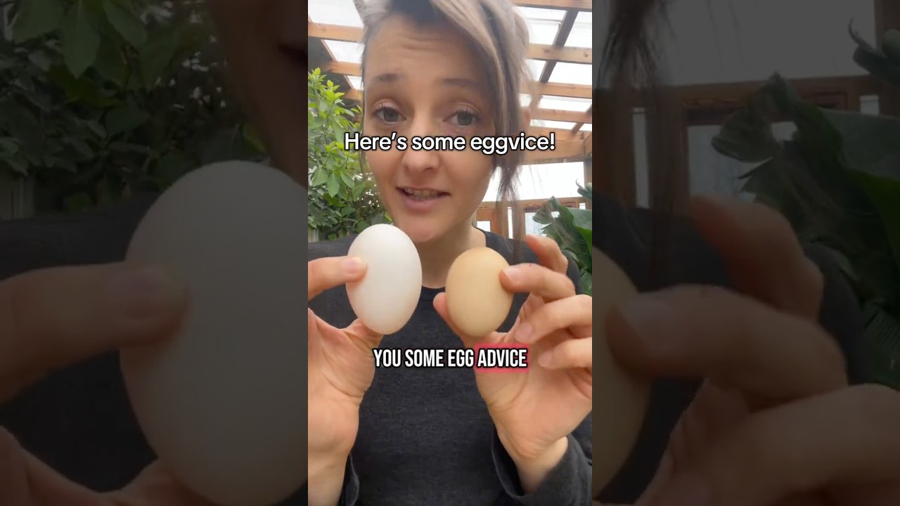 Why raise chickens for eggs when you can have duck eggs! #RaisingDucks #HomesteadLife #DuckEggs