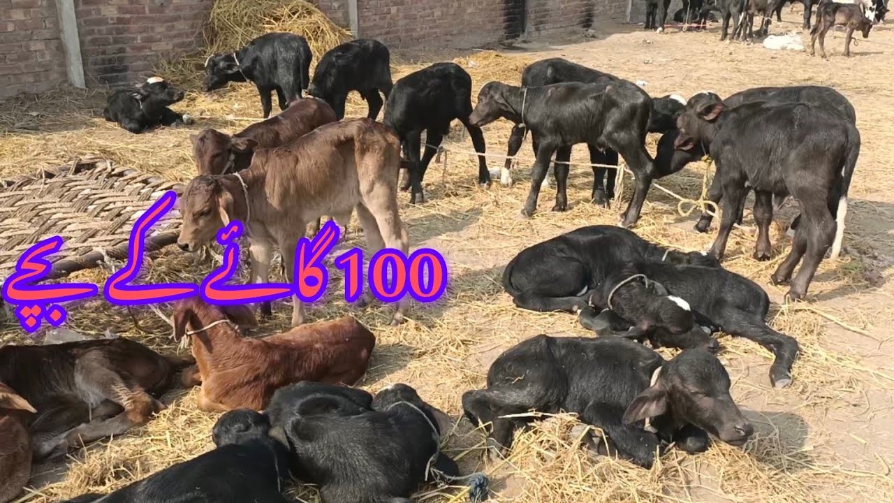 dudh peene wale gay ke bacche on ke bacche Mandi mein Sasti price Multan Mandi naksha Cow baby