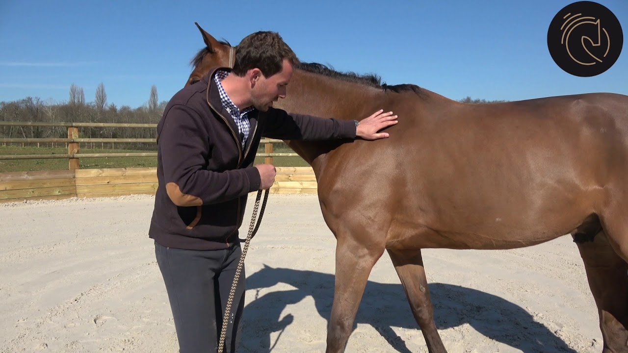 Mon cheval ne donne pas ses pieds
