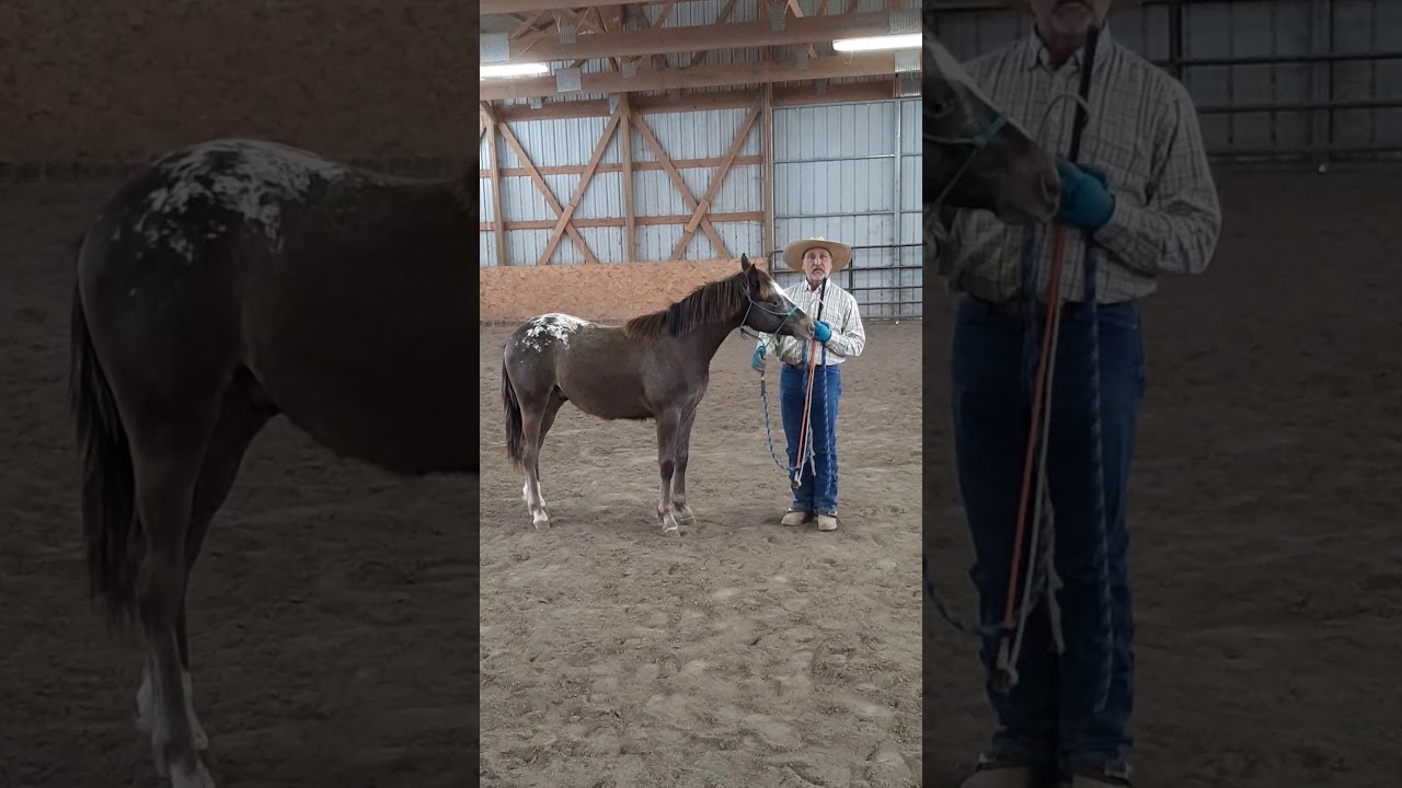 Teaching your horse to stop biting and nibbling