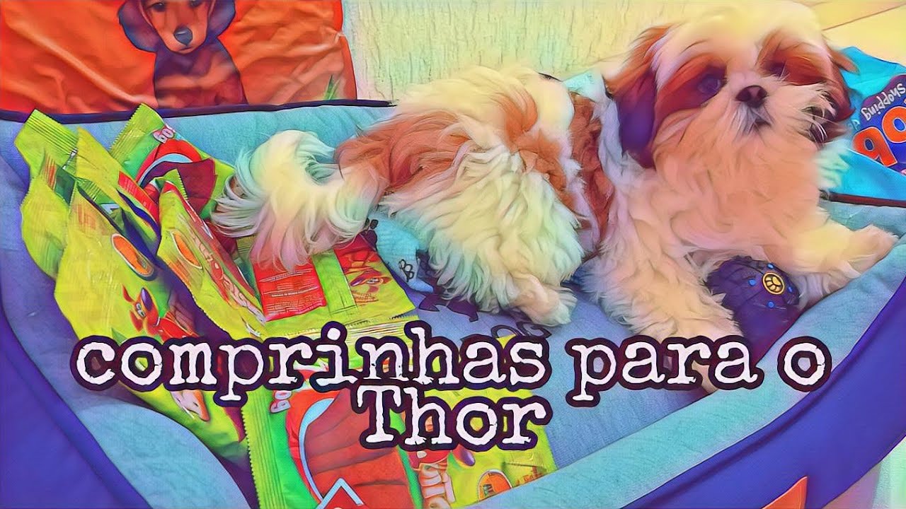 Comprinhas para o Thor -  #shihtzu #filhote #compras l JUUH RAMOS