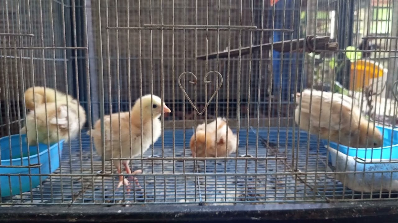 Anakan Ayam Petelur Super...