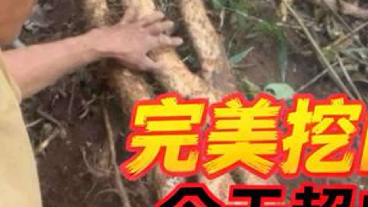 挖山药有史以来最成功最完美的一天 了#挖山药 #大自然的馈赠