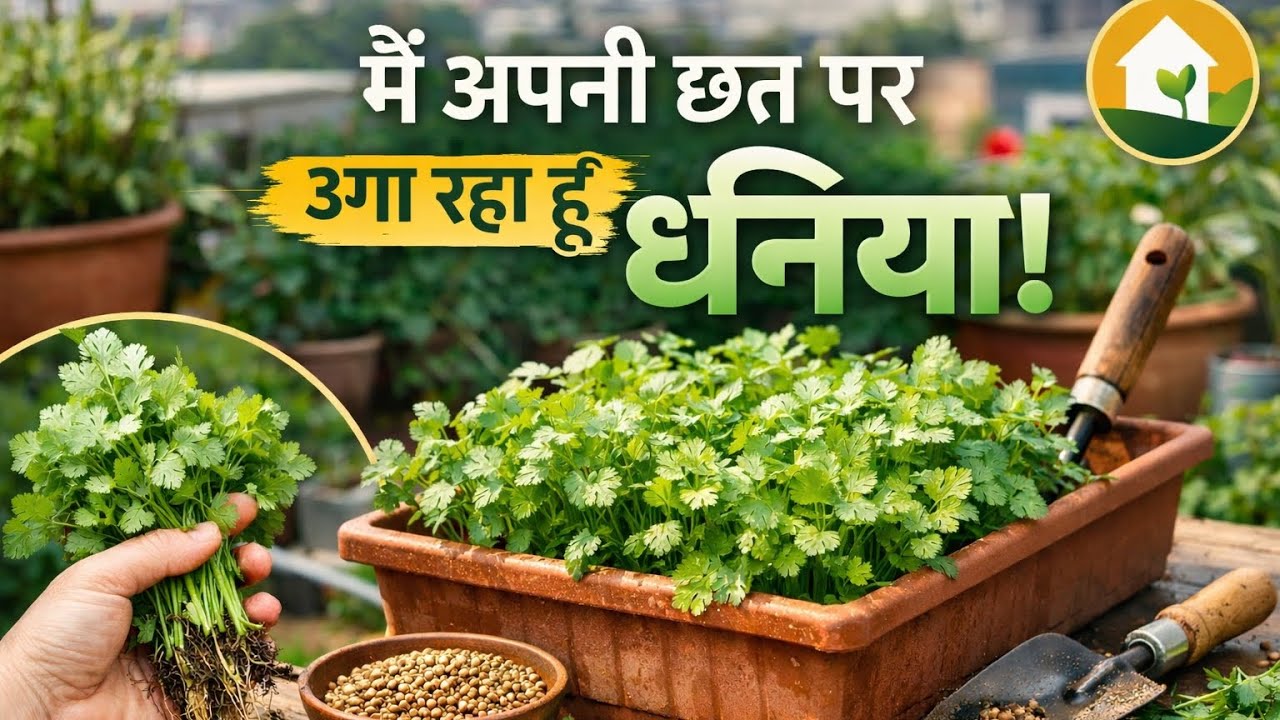 How To Grow Coriander At Your terrace | धनिया उगाने का देसी जुगाड़ 🌱