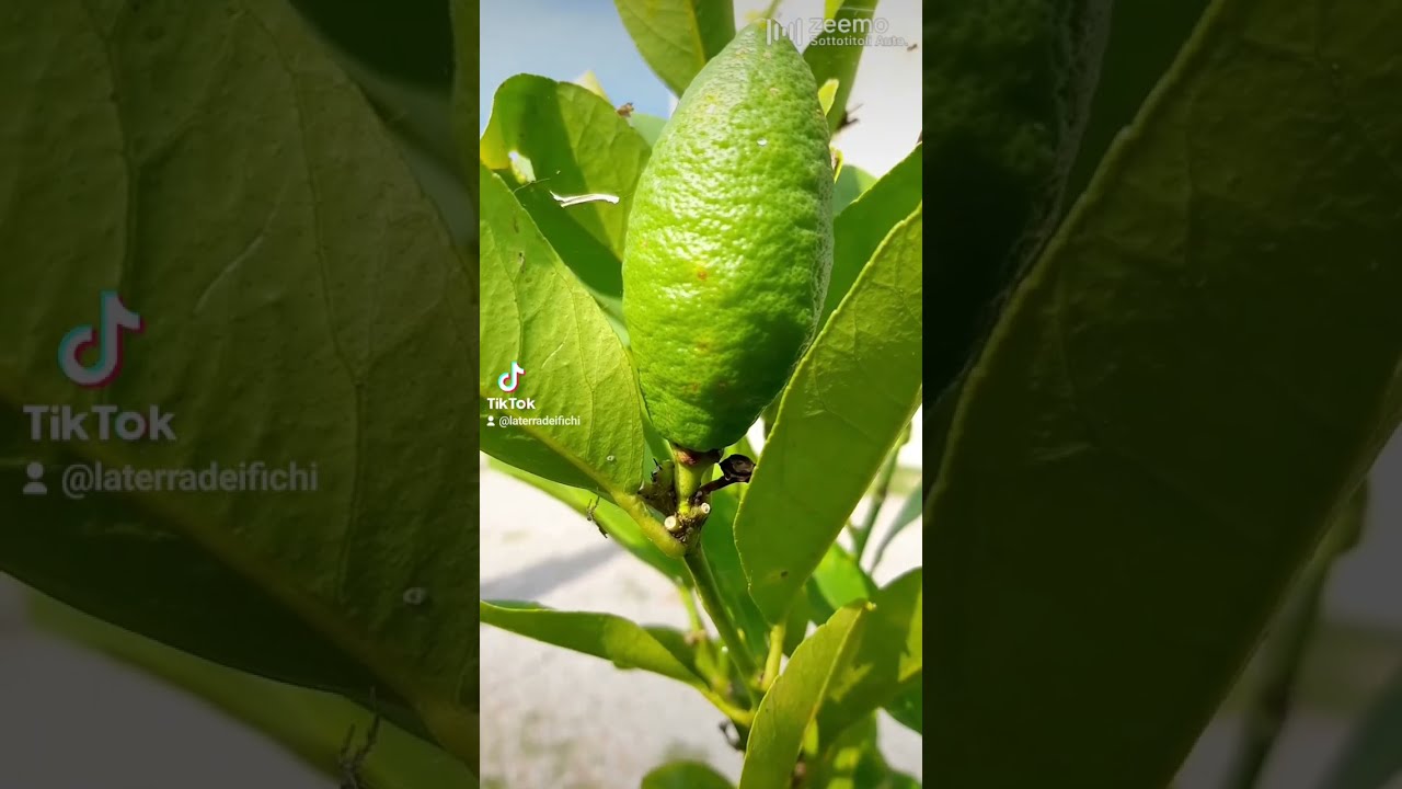 2 Modi Semplici, Naturali per Pulire la Pianta di Limone 🍋