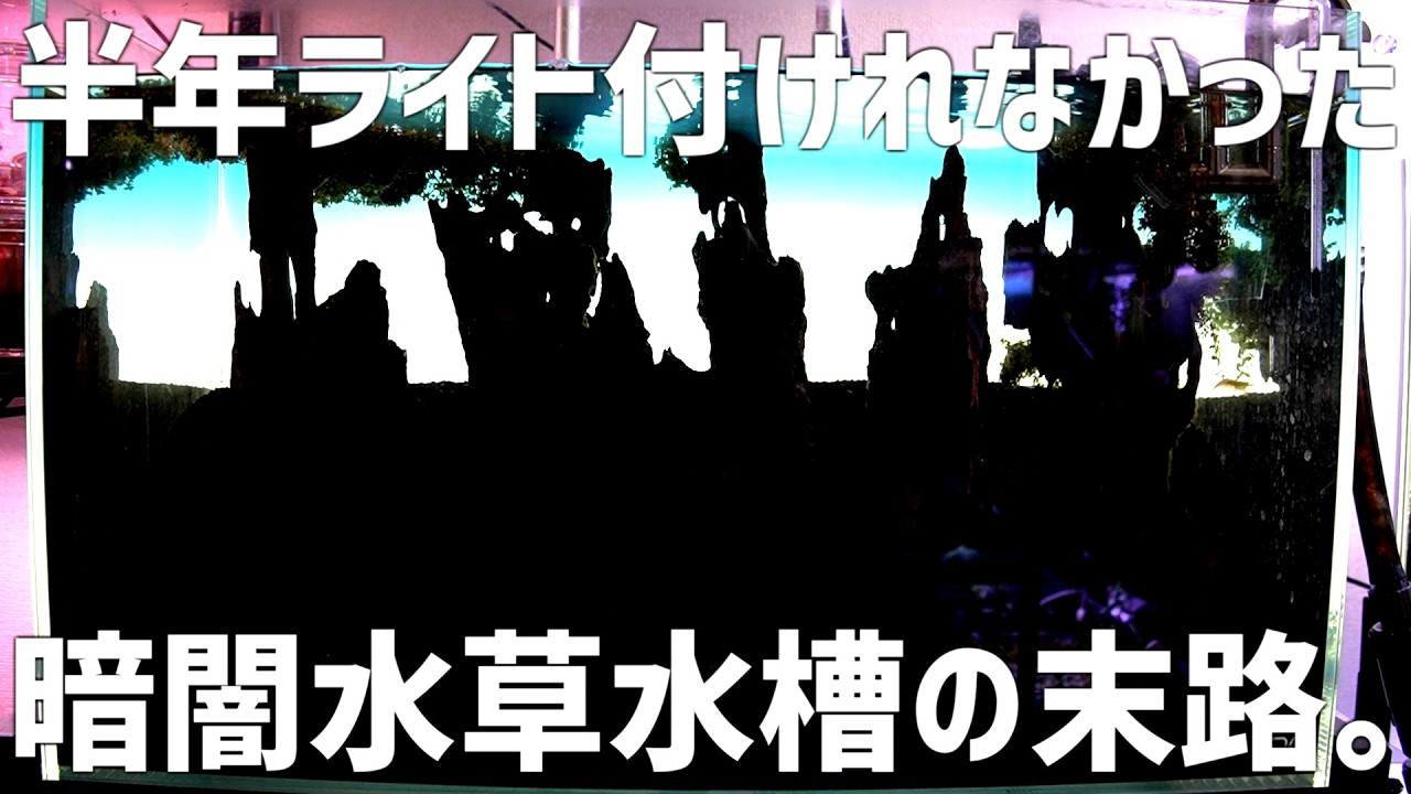 水草水槽のライトを半年付けなかったらどうなるのか。#803【アクアリウム】