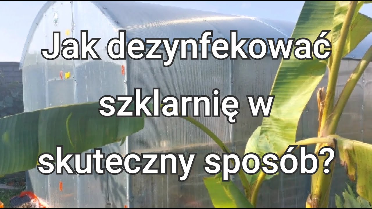 DEZYNFEKUJE SZKLARNIE Z POLIWĘGLANU - PRZYGOTOWANIE DO ZIMOWANIA EGZOTYKÓW