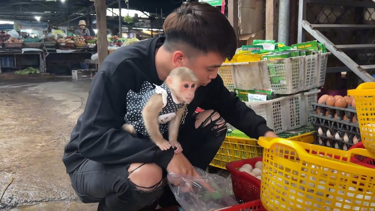 Monkey Luk cried asked to go market with dad in middle of a storm