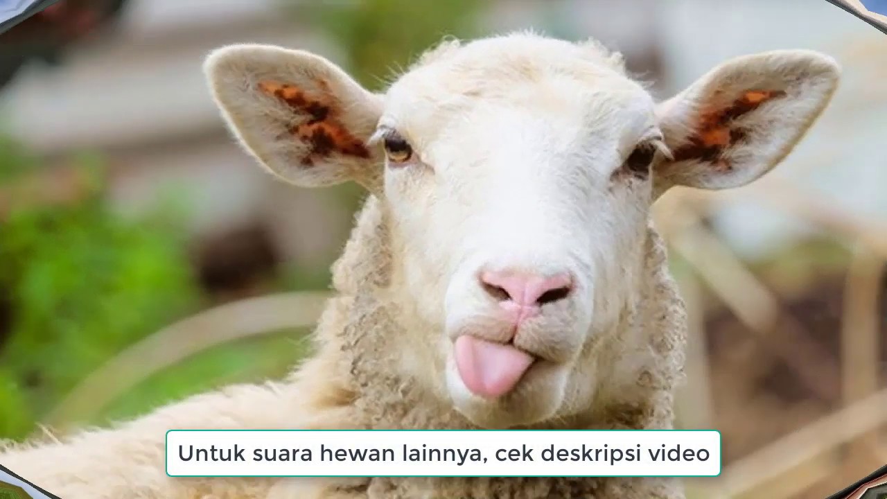Suara Kambing, Domba, Embe Mengembik Asli dari Alam (Sound The Sheep)