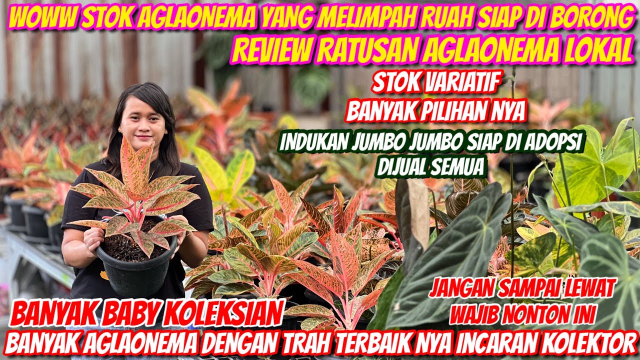 HARGA AGLAONEMA MENJELANG IDUL FITRI‼️STOK TERBARU DI NOVIA GARDEN‼️