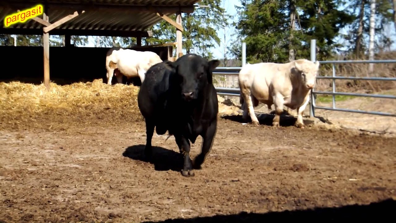 Bulls - Maffiga tjurar 04.05.2013