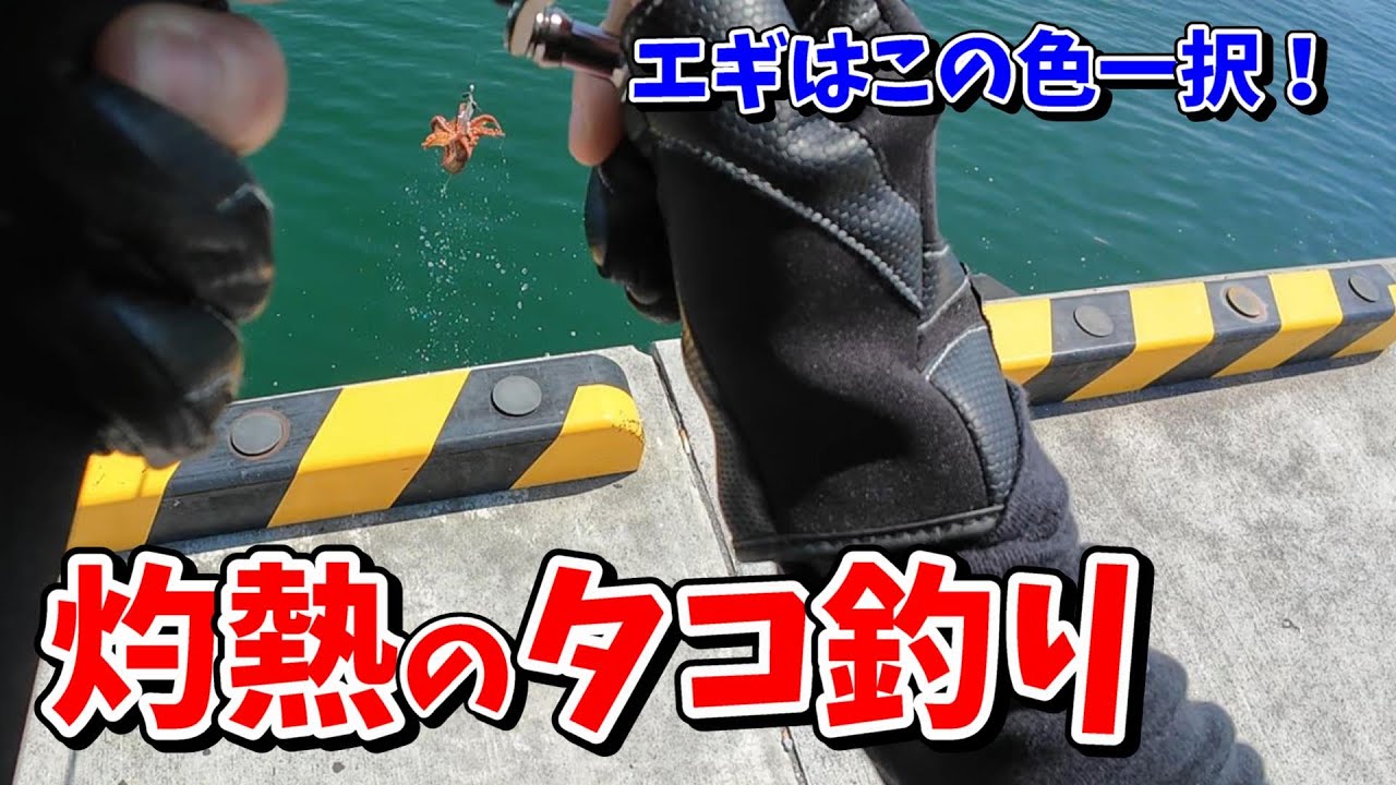 【堤防タコ釣り】地元釣り師の神対応に泣いた灼熱のタコ釣り
