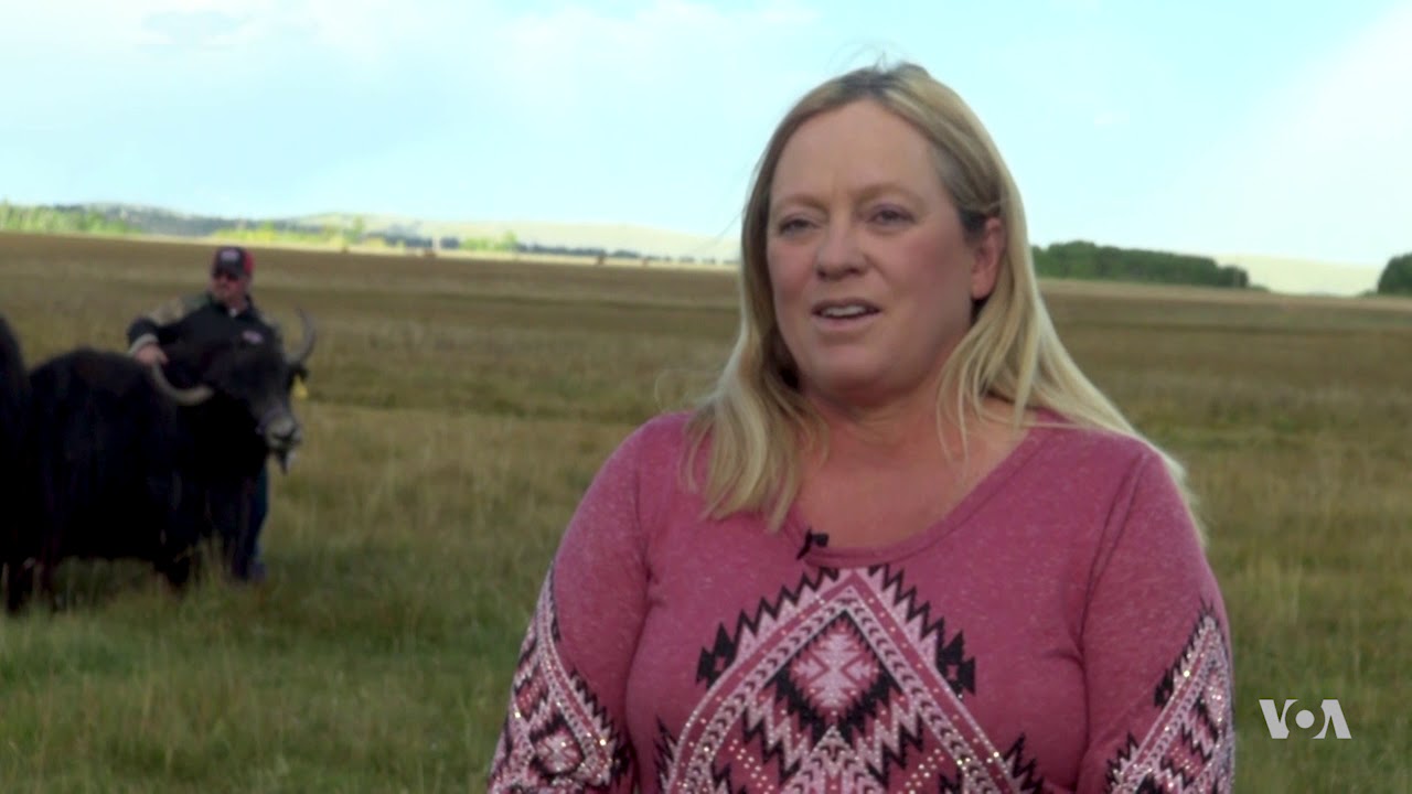 Tibetan Beasts of Burden Lighten Financial Load on US Ranches