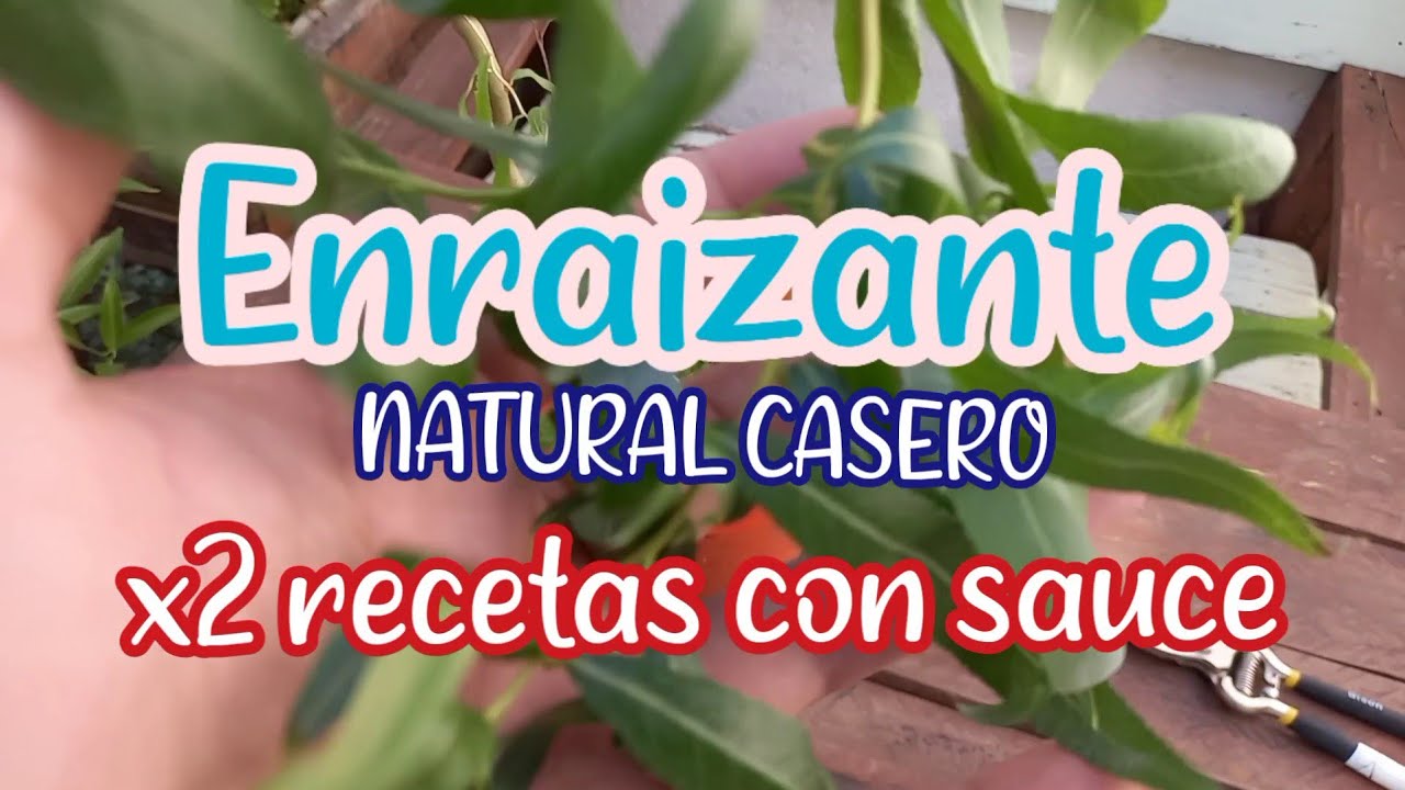 ×2 recetas con SAUCE [Enraizante natural casero] - Crear y Sembrar