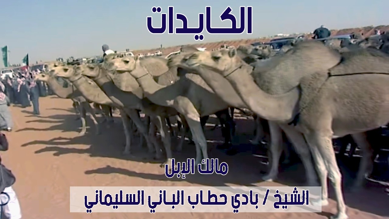 مسيرة منقية الكايدات | مالك الإبل الشيخ / باني حطاب الباني السليماني ( 2012 م )