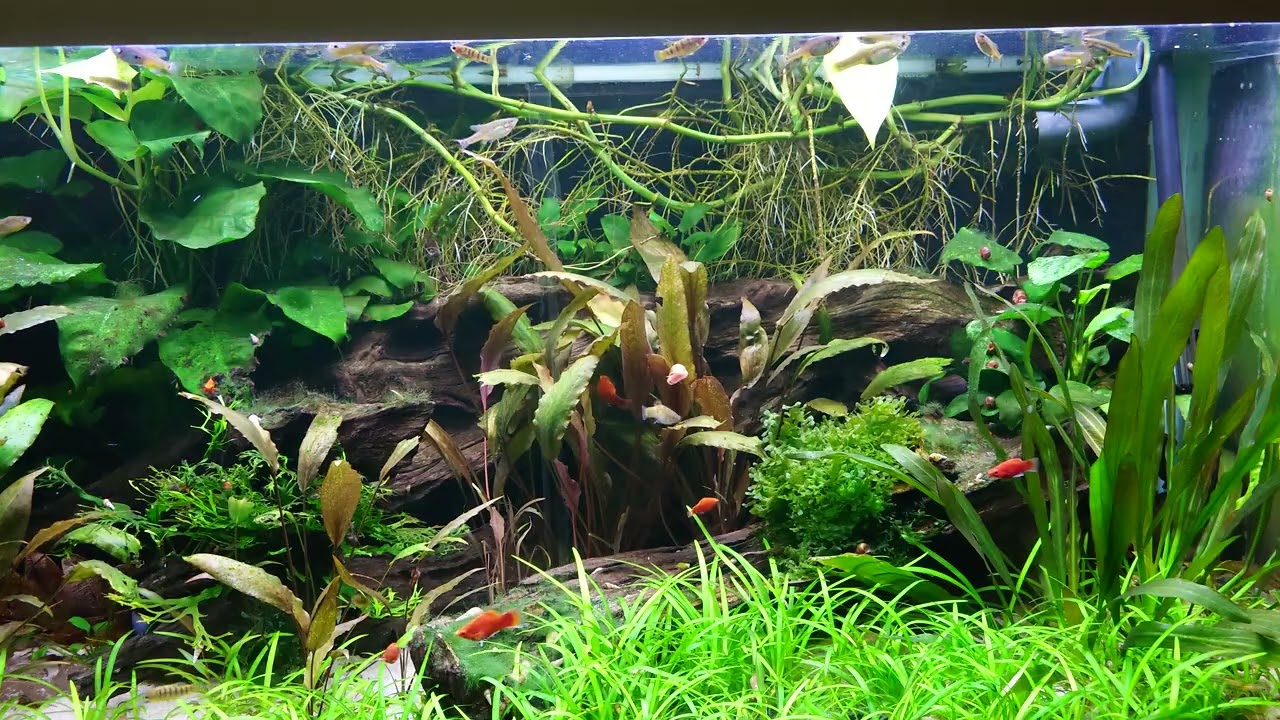Skiffia multipunctata, Tangancicuaro og Limia nigrofasciata og Fundulapanahx filamentous Ikorodu.
