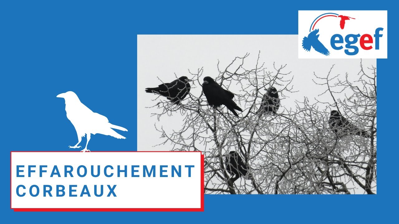 Effarouchement Corbeaux