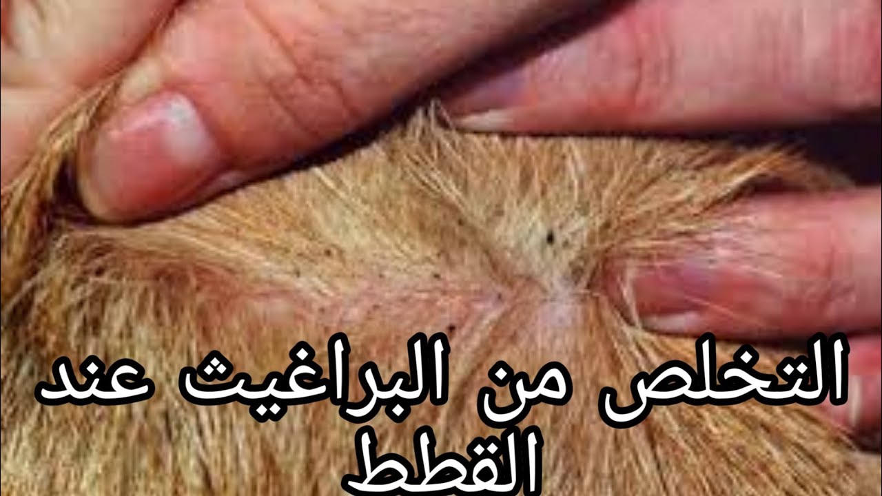 علاج البراغيث عند القطط🐈🐈