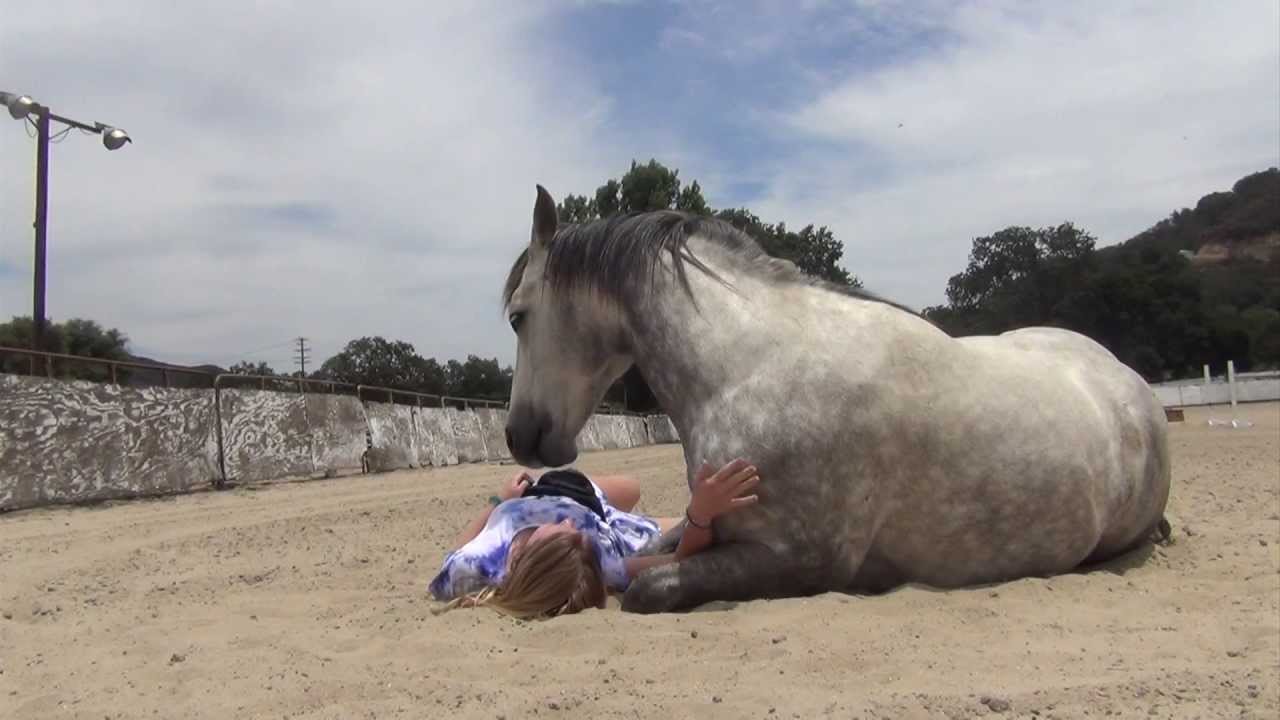 Liberty Horsemanship ~ Dreams